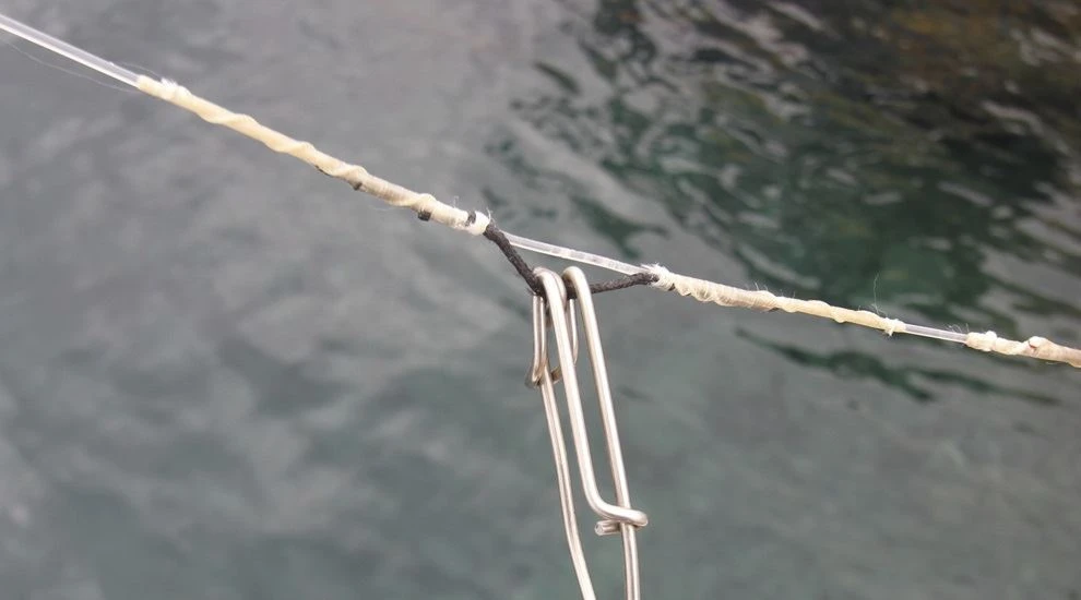 long line fishing